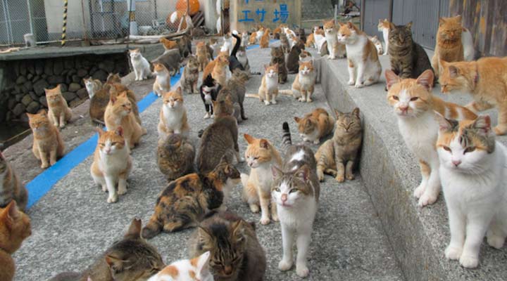 Description: جزیره‌ی گربه‌ها